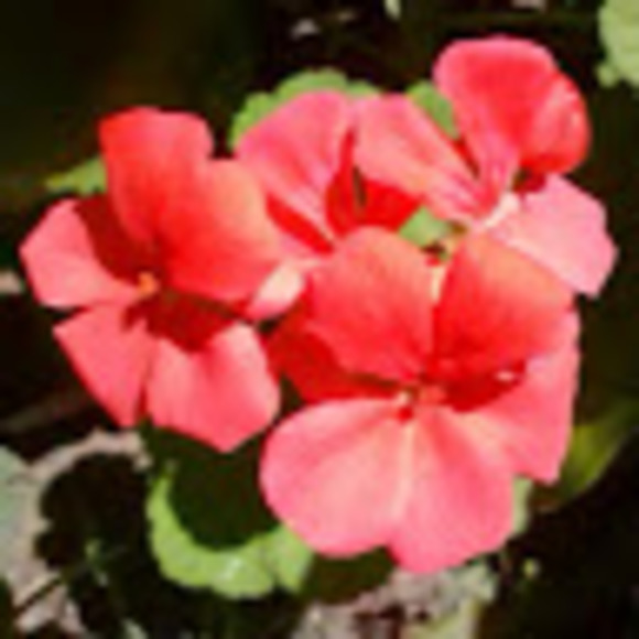 lovely_begonia